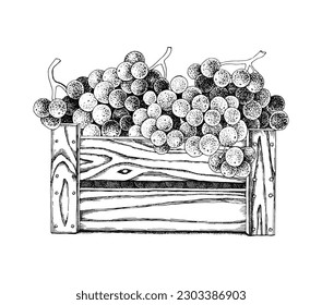 Harvested sweet grapes in wooden crate at vineyard