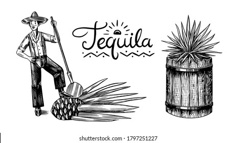 Harvesting agave. Farmer with fruit and a wooden barrel for making tequila. Engraved hand drawn vintage sketch. Vector illustration for menu or poster.