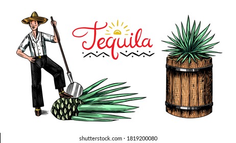 Harvesting agave. Farmer with fruit and a wooden barrel for making tequila. Engraved hand drawn vintage sketch. Vector illustration for menu or poster.