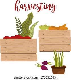 Harvesting, agricultural crop isolated on white cartoon vector illustration, autumn harvest festival design.