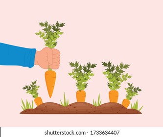 Harvesting carrots. Male hand with bunches of carrots with tops. Ripe carrots in the garden. Vector illustration on a white background.
