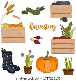 Harvesting collection of autumn and fall elements, pumpkin, wood box of fruits and vegetables harvest, branch, berry cartoon isolated on white vector illustration.