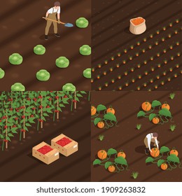 Harvesting concept 4 isometric compositions with farm workers collecting pumpkins tomatoes cabbage carrot isolated vector illustration
