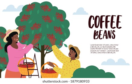 Harvesting and cultivating Coffee Beans poster with two black people picking the ripe beans off the tree with text and copy space, vector illustration. Website, webpage landing page template.