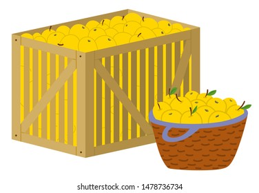 Harvesting in farm vector, isolated wooden container with yellow ripe apples. Flat style products organic food in basket for market. Agriculture farming. Picking apples concept. Flat cartoon