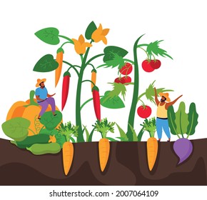 Harvesting flat background with profile view of plantation with peppers tomatoes and carrots with human characters vector illustration