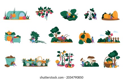 Harvesting flat recolor set of isolated icons with human characters agrimotor with vegetables mushrooms and leaves vector illustration