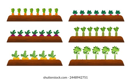 Harvesting and gardening. Reaping crop concept. Fresh organic vegetable garden. Set vegetables plant growing underground carrot, onion, garlic, radish, beet, potatoes.