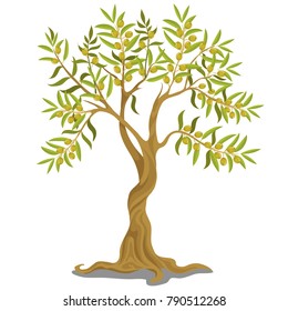 Harvesting greek olive tree with ripe green olives on the branches isolated on white background. Vector cartoon illustration close-up.