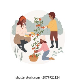 Harvesting isolated cartoon vector illustration. Children picking tomato from a plant, family harvesting greens, seasonal outdoor work, home gardening, backyard garden harvest cartoon vector.