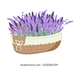 Cosechando lavanda. Cesta con lavanda. Ilustración plana del vector