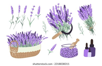 Harvesting lavender collection. Basket with lavender, oil, bouquet, sickle, salt Vector flat illustration