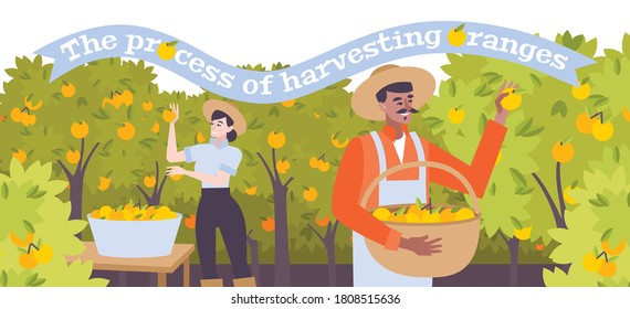 Harvesting of oranges flat background with male and female characters in hats collecting citruses vector illustration 