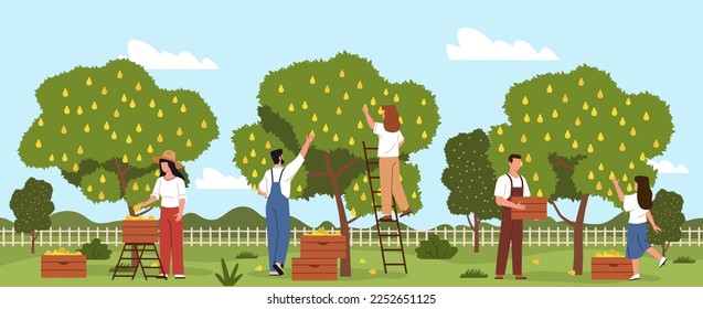 Harvesting people process. Flat farmers characters in garden pick pears, agricultural industry, picking ripe fruit, men and women in countryside, nowaday vector cartoon flat concept