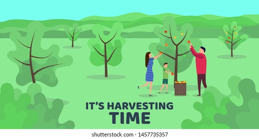 Harvesting people. Vector flat illustration. Family harvests apples. Minimalist design