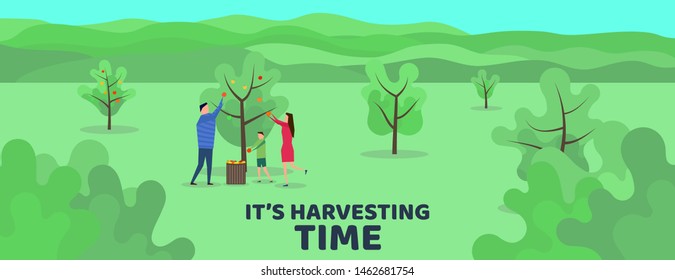 Harvesting people. Vector flat illustration. Family harvests apples. Minimalist design. 
