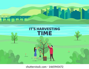 Harvesting people. Vector flat illustration. Family harvests apples. Minimalist design. Family in a city park. Buildings and transport connections. Lake in the park