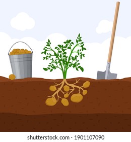 Harvesting potatoes, bucket and shovel. Dig potato concept. Fresh organic vegetable garden plant growing underground, Vector illustration