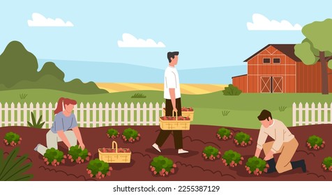 Harvesting process. Farmers characters pick strawberries on garden plot, manual labor, harvesters people, countryside summer landscape, agriculture nowaday vector cartoon flat concept