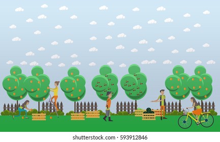 Harvesting and realization concept vector illustration in flat style. Gardeners picking peaches and putting them into wooden boxes, selling watermelon, tomatoes and cabbage.