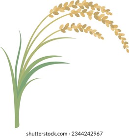 Harvesting rice Illustration of ears of rice