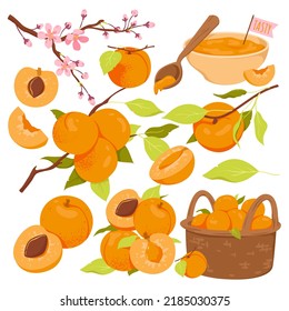 Harvesting ripe apricots. Apricot tree blooming, full basket with peaches, branch of juicy apricots, tasty jam, whole and sliced peach, cider ingredient vector illustration