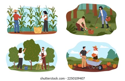 Harvesting scenes. People collect vegetables, fruits and cereals, farmers characters with baskets, buckets and wheelbarrows, mushroom pickers, nowaday vector cartoon flat isolated set