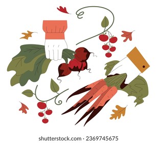 Harvesting season. Hand gathering or collecting ripe vegetables, carrots and beets. Autumn farming, village crop work. Rural area organic food agriculture. Flat vector illustration