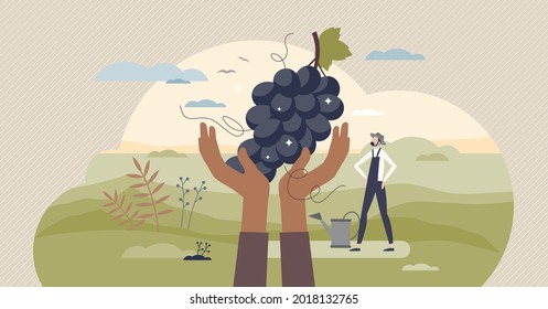 Harvesting season scene with farmer and organic fruits tiny person concept. Autumn plant collecting process with raw grapes vector illustration. Plantation and cultivation with local land and vineyard