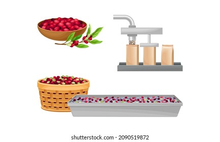 Harvesting, sorting and packing coffee. Coffee industry production vector illustration