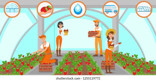 Harvesting Strawberries in Greenhouse. Men and Women Workers. Natural Resource. Growing Plants Concept. Watering and Irrigation System. Fruit Picking Work. Vector Flat Illustration.