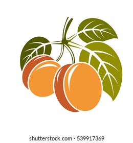 Harvesting symbol, vector fruits isolated. Ripe organic sweet apricots with green leaves, healthy food idea design icon.