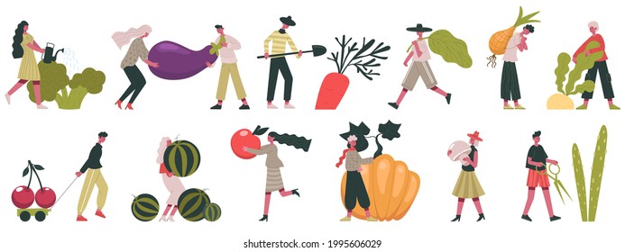 Cosechando verduras. Cultivo de frutas y hortalizas de otoño, personas que trabajan en la ilustración de vectores agrícolas