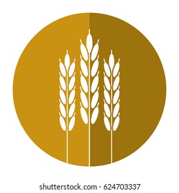 harvesting wheat ears shadow
