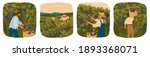The harvesting of wine grapes. People work on a winery field. Hand draw vector illustration poster. Vineyard landscape with grape tree field and winery villa on background