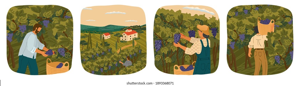 La recolección de uvas de vino. La gente trabaja en un campo de bodega. Afiche de ilustraciones de vector con mano. Paisaje vitícola con campo de árbol de uva y villa de bodega en segundo plano