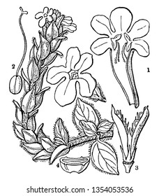 Tiene una flor de cúmulo de peces, la flor tiene cinco pétalos. En esta imagen se ve la ilustración ovaria, lateral sepal, bráctea y otra vintage de dibujo o grabado.