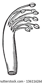 Has its stamens fused together at least partly by the filaments so that they form two separate bundles, or a bundle and a lone separate stamen, vintage line drawing or engraving illustration.