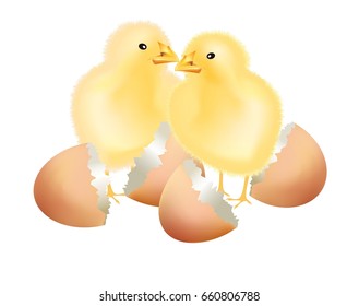 Hatched Baby chicks with egg shells