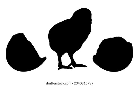 Сhicken hatched from the egg, black silhouette. Vector illustration

