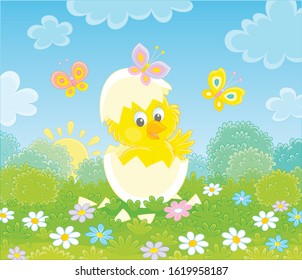 Hatched small yellow chick looking out of a cracked egg on green grass with flowers and butterflies flittering around on a sunny spring morning, vector cartoon illustration