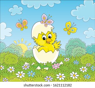 Hatched small yellow chick looking out of a cracked egg on green grass with flowers and butterflies flittering around on a sunny spring morning, vector cartoon illustration