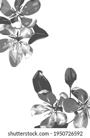 Dibujo vectorial con casco de ramas de flores de cerezo