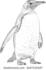 Eclosão arte esboço Pinguim vetor ilustração
