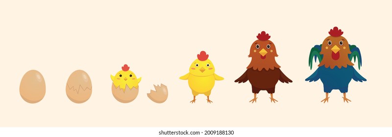 Etapas de eclosión. El reclutamiento de pollitos dulces. Maduración de la chica. La gallina y el gallo. Ilustración vectorial.