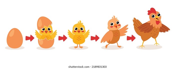 Hatching And Growing Process Of Chicken