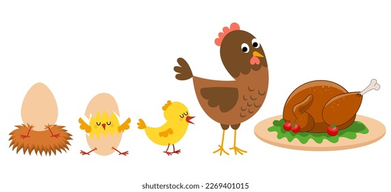 Hatching and growing process of chicken. Stages of chicken growth from egg to hen and adult mother bird.