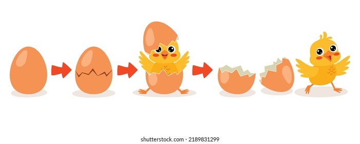 Hatching Process Of A Chick