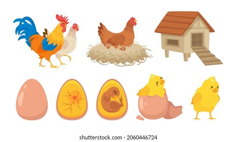 Hatching process set. Chick, chicken, henhouse, rooster, embryo. Vector cartoon style educational illustration isolated on white background.