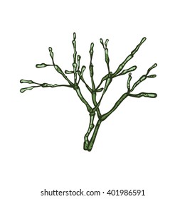 Hatiora. Succulent. Botanical illustration. Hand drawn.